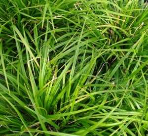 Carex morrowii