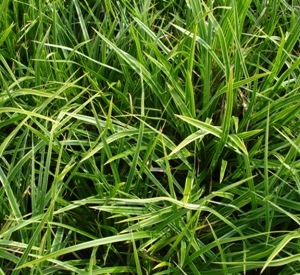 Carex morrowii 'Variegata'