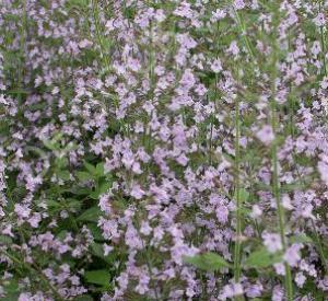 Calamintha nepeta 'Blue Cloud'