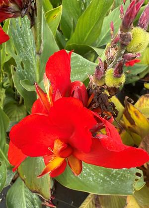 Canna in soorten