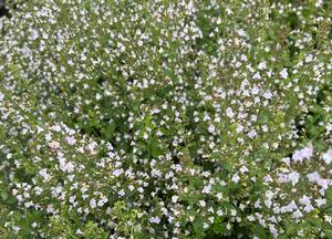 Calamintha nepeta ssp. nepeta