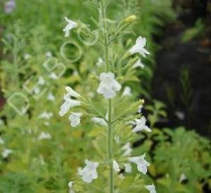 Calamintha nepeta 'White Cloud'