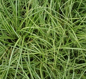 Carex oshimensis 'Evergold'