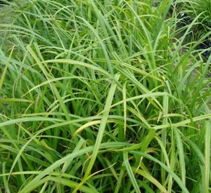 Carex pendula