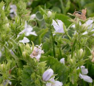 Campanula poscharskyana 'E.H. Frost'