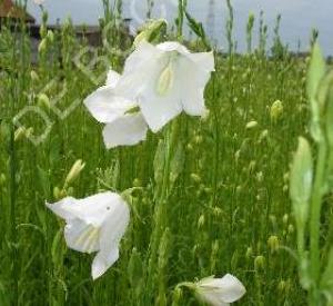 Campanula persicifolia 'Grandiflora Alba'