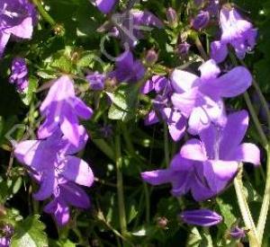 Campanula portenschlagiana