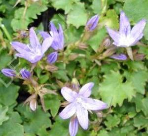 Campanula poscharskyana 'Stella'