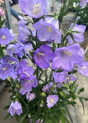Campanula persicifolia 'Takion Blue'