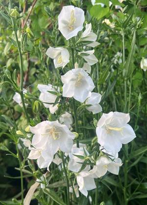 Campanula persicifolia 'Takion White'