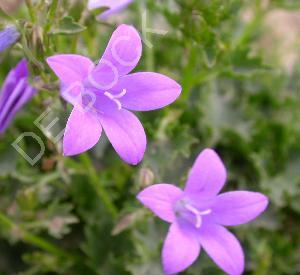 Campanula poscharskyana