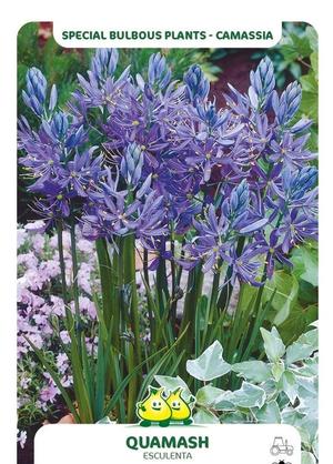 Camassia quamash