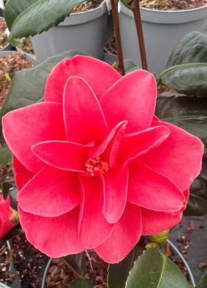 Camellia reticulata 'Mary Williams'