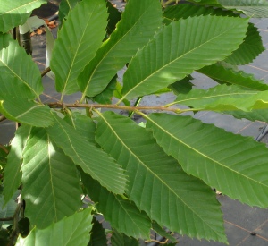 Castanea sativa