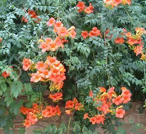 Campsis tagliabuana 'Mme Galen'