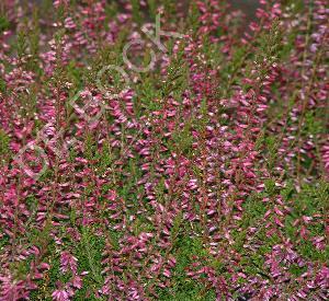 Calluna vulgaris 'Aphrodite'