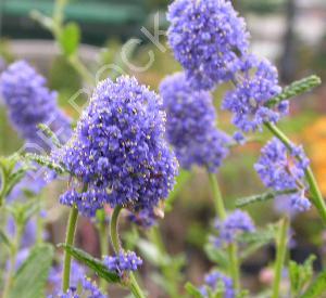 Ceanothus 'Concha'