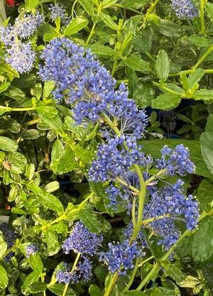Ceanothus 'Italian Skies'