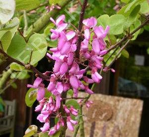 Cercis canadensis