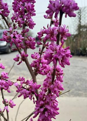 Cercis chinensis 'Avondale'