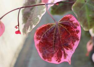 Cercis canadensis 'Carolina Sweetheart'
