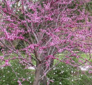 Cercis canadensis 'Forest Pansy'