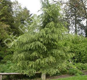 Cedrus deodara