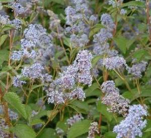 Ceanothus delilianus 'Gloire de Versailles'