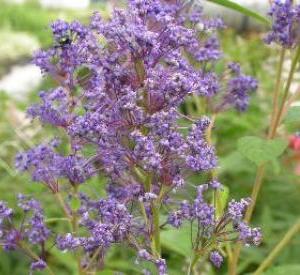 Ceanothus delilianus 'Henri D�foss�'