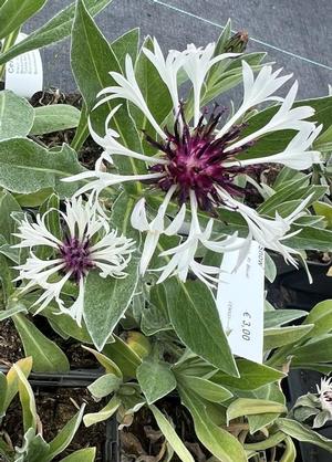 Centaurea montana 'Amethyst in Snow'
