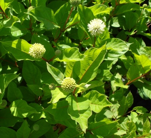 Cephalanthus occidentalis