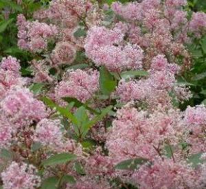 Ceanothus pallidus 'Marie Simon'