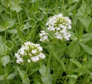 Centranthus ruber 'Albus'