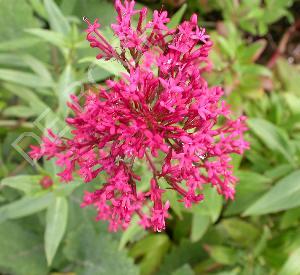 Centranthus ruber 'Coccineus'