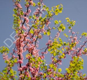 Cercis siliquastrum