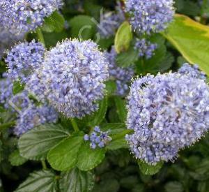 Ceanothus thyrsiflorus var. repens