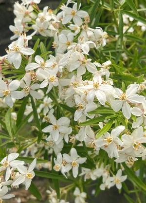 Choisya ternata 'Aztec Pearl'