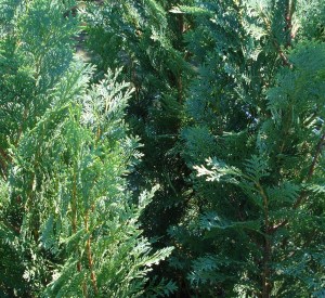 Chamaecyparis lawsoniana 'Columnaris'