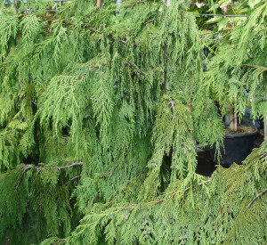 Chamaecyparis nootkatensis 'Pendula'