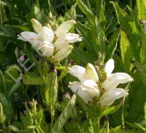 Chelone obliqua 'Alba'