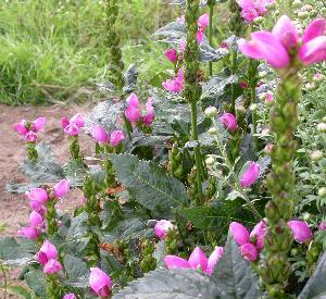 Chelone obliqua