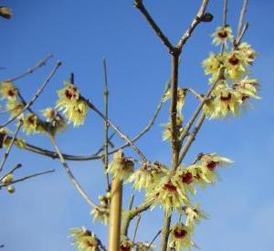 Chimonanthus praecox