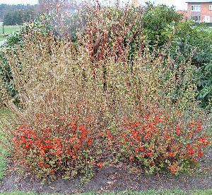 Chaenomeles superba 'Crimson & Gold'