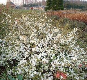 Chaenomeles superba 'Jet Trail'
