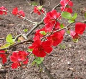 Chaenomeles superba 'Nicoline'