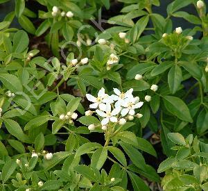 Choisya ternata