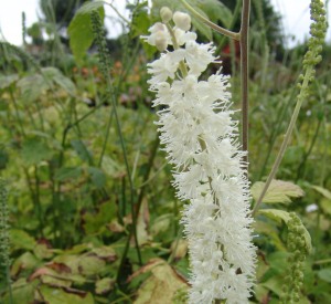 Cimicifuga simplex 'White Pearl'