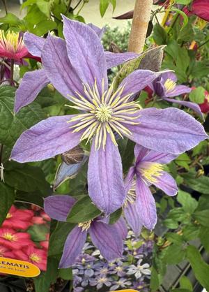 Clematis 'Arabella'