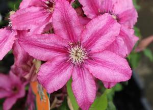 Clematis 'Barbara'