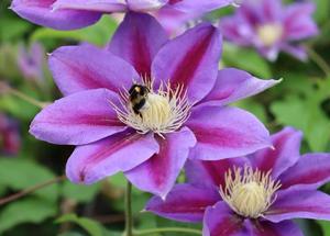 Clematis 'Barbara Jackman'
